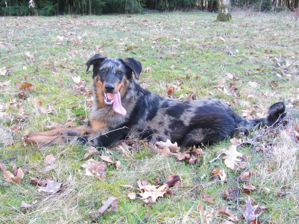 Roshi de la vallee des grands ducs
